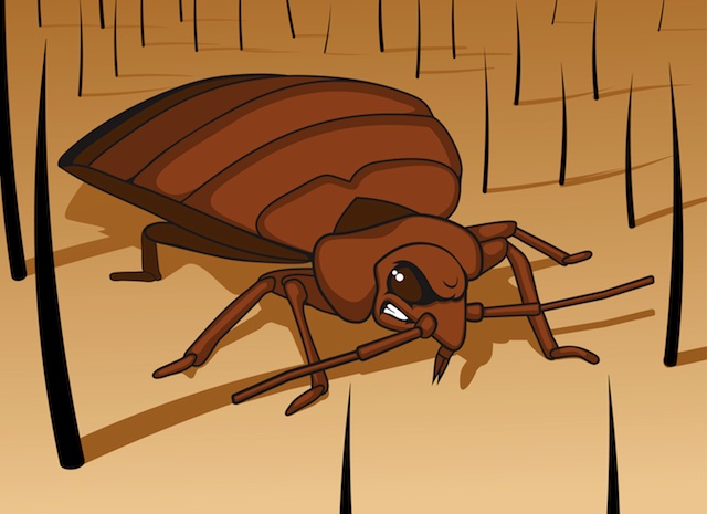How do bed bugs affect landlords & tenants? - Science Journal for Kids and  Teens